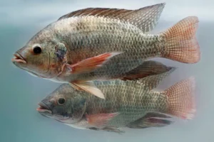 tilapia